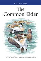 The Common Eider