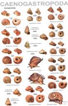 An illustrated guide to the land snails of the Western Ghats of India