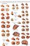 An illustrated guide to the land snails of the Western Ghats of India