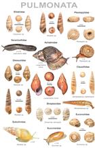 An illustrated guide to the land snails of Nepal