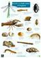 Guide to chalk rivers of England (Identification Chart)