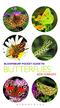 Pocket Guide to Butterflies