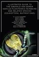 Illustrated guide to the emerald ash borer Agrilus planipennis Fairmaire and related species (Coleoptera, Buprestidae)