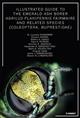 Illustrated guide to the emerald ash borer Agrilus planipennis Fairmaire and related species (Coleoptera, Buprestidae)