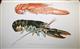 The American Lobster: A Study of its Habitats and Development