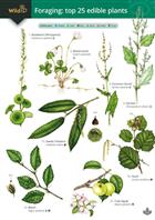 Guide to foraging: top 25 edible plants (Identification Chart)