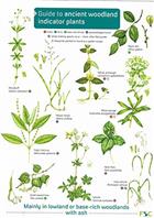Ancient Woodland indicator Plants (Identification Chart)