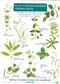 Ancient Woodland indicator Plants (Identification Chart)