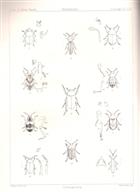 [Transit of Venus Expedition - Rodriguez] Coleoptera
