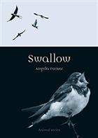 Swallow