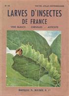 Larves d'Insectes de France vers blancs - chenilles - asticots