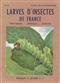 Larves d'Insectes de France vers blancs - chenilles - asticots