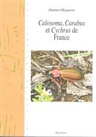 Calosoma, Carabus et Cychrus de France