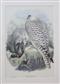 Greenland Falcon Adult (Falco candicans) Birds of Great Britain. Vol. 1