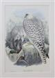 Greenland Falcon Adult (Falco candicans) Birds of Great Britain. Vol. 1