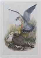 Falco aesalon Birds of Great Britain. Vol. 1