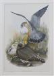 Falco aesalon Birds of Great Britain. Vol. 1