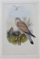 Tinnunculus alaudarius Birds of Great Britain. Vol. 1
