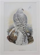 Greenland Falcon Young (Falco candicans) Birds of Great Britain. Vol. 1