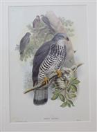 Pernis Apivorus Birds of Great Britain. Vol. 1