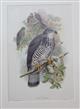 Pernis Apivorus Birds of Great Britain. Vol. 1