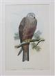 Milvus Migrans Birds of Great Britain. Vol. 1