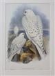 Greenland Falcon Adult and Young (Falco candicans) Birds of Great Britain. Vol. 1