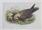 Marsh Harrier (Circus aeruginosus) young Birds of Great Britain. Vol. 1