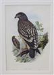 Spotted Eagle (Aquila naevia) juvenile Birds of Great Britain. Vol. 1