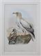 Egyptian Eagle (Neophron percnopterus) Birds of Great Britain. Vol. 1