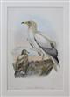 Neophron Percnopterus Birds of Great Britain. Vol. 1