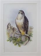 Buteo Vulgaris Birds of Great Britain. Vol. 1