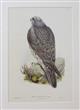 Iceland Falcon Young (Falco Islandus) Birds of Great Britain. Vol. 1