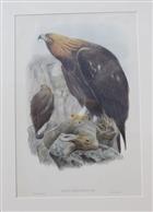 Aquila Chrysaëtos  Birds of Great Britain. Vol. 1