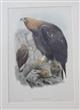 Aquila Chrysaëtos  Birds of Great Britain. Vol. 1