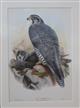 Norwegian Falcon Adult and Young (Falco gyrfalco) Birds of Great Britain. Vol. 1