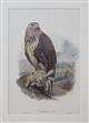 Archibuteo lagopus Birds of Great Britain. Vol. 1