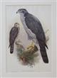 Astur palumbarius Birds of Great Britain. Vol. 1