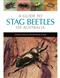 A guide to Stag Beetles of Australia
