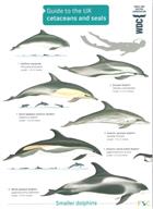 Guide to UK Cetaceans and Seals (Identification Chart)