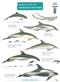 Guide to UK Cetaceans and Seals (Identification Chart)