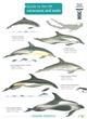 Guide to UK Cetaceans and Seals (Identification Chart)