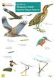 Guide to Shapwick Heath (Identification Chart)