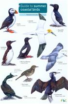 Guide to Summer Coastal Birds (Identification Chart)
