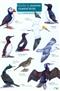 Guide to Summer Coastal Birds (Identification Chart)