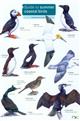 Guide to Summer Coastal Birds (Identification Chart)