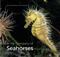 In the Company of Seahorses