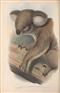 Mammals of Australia. Vol. I (Wombats, Koalas, Possums, Echidnas, Platypus)