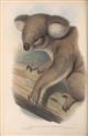 Mammals of Australia. Vol. I (Wombats, Koalas, Possums, Echidnas, Platypus)