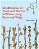 Identification of Trees and Shrubs in Winter Using Buds and Twigs